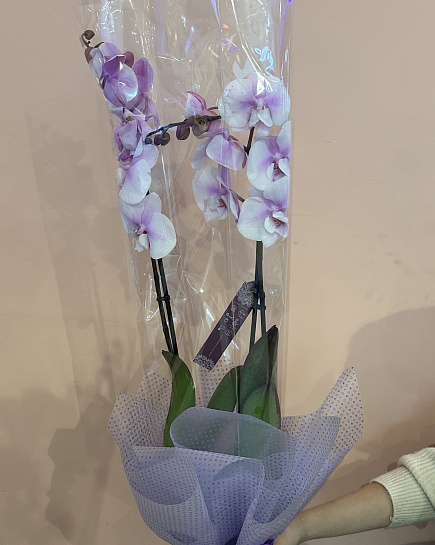 Bouquet of Orchid 12/65 ХШ flowers delivered to Astana
