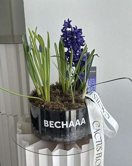 Весенние гиацинты и васильки с доставкой по Астане