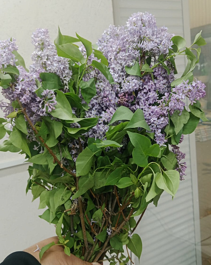 Lilac in a pack with delivery to Almaty