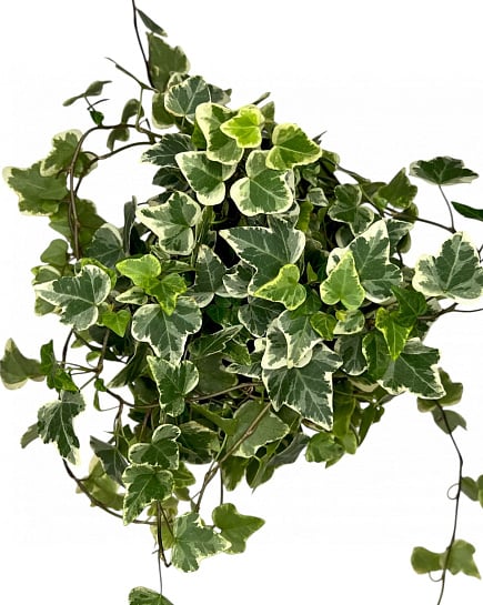Хедера He Boog с доставкой по Астане