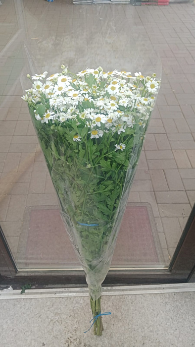 Ромашки в пачке 