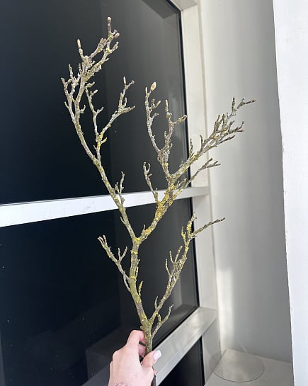 Декоративная ветвь с лишайником с доставкой по Астане