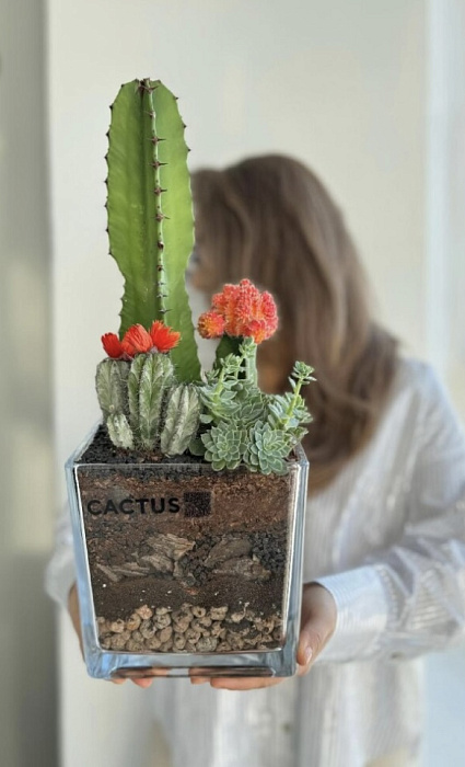 Florarium with cacti and succulents