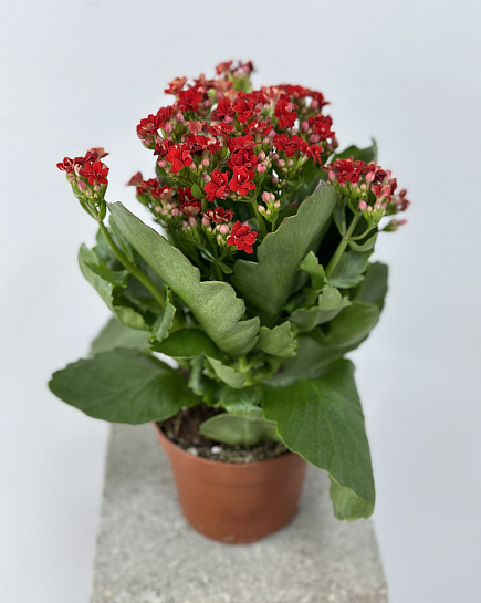 Kalanchoe with delivery to Astana