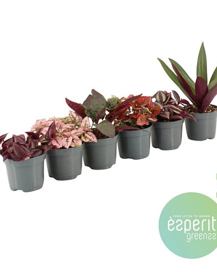 Микс 'Greenss' 20-24 varieties с доставкой по Астане