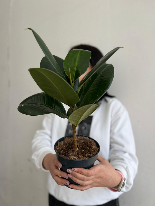 Ficus 14/45