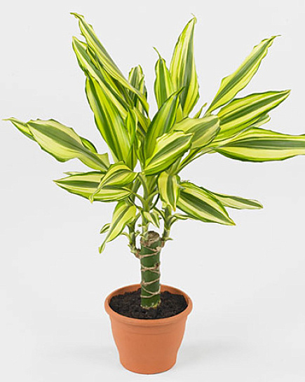 Bouquet of Dracaena fragrans Yellow Coast 1 tbsp flowers delivered to Astana