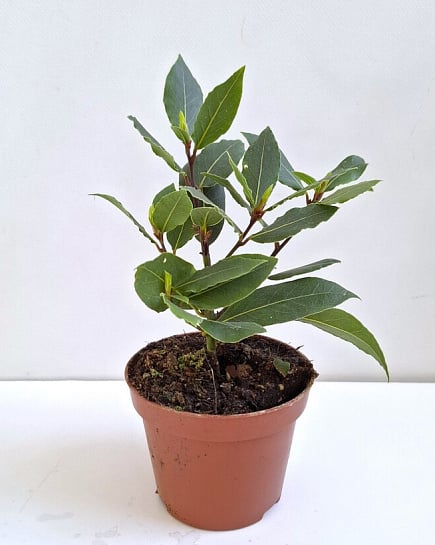 Лаурус nobilis Лаурус Nobilis Bush с доставкой по Астане