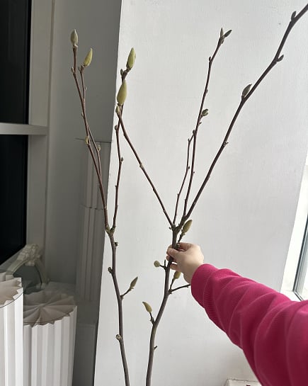 Пионовидные тюльпаны в бутонах с доставкой по Астане