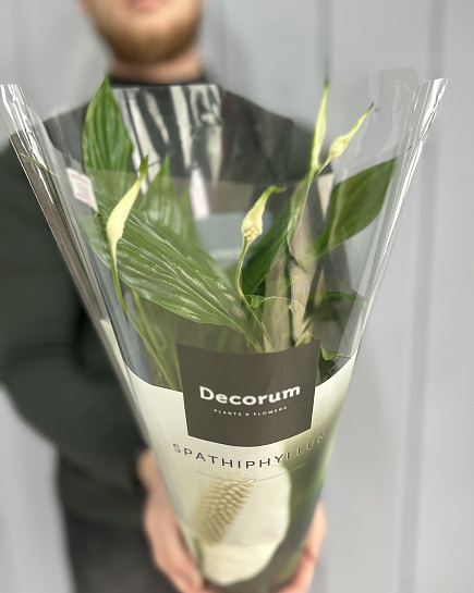 Bouquet of Spathiphyllum large flowers delivered to Astana