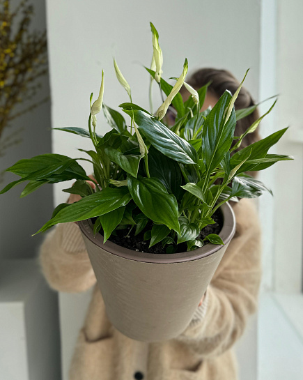 Bouquet of Spathiphyllum in a pot flowers delivered to Astana