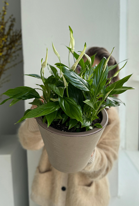 Spathiphyllum in a pot