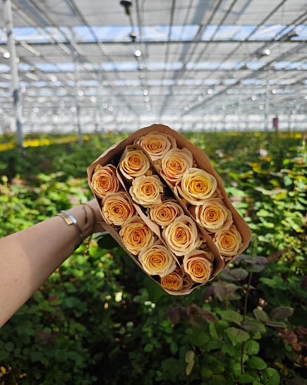 Bellini 40 см (15 шт) с доставкой по Астане