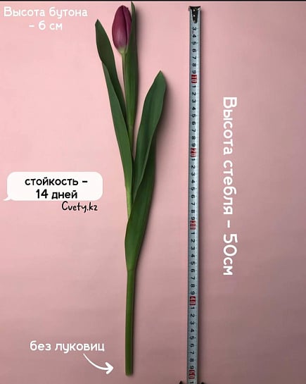 Тюльпаны в пачке(50шт) с доставкой по Астане