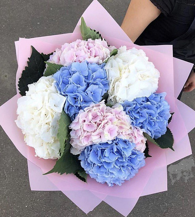 Mix of pink, white and blue hydrangea