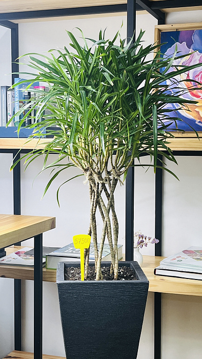 Dracaena reflex Anita