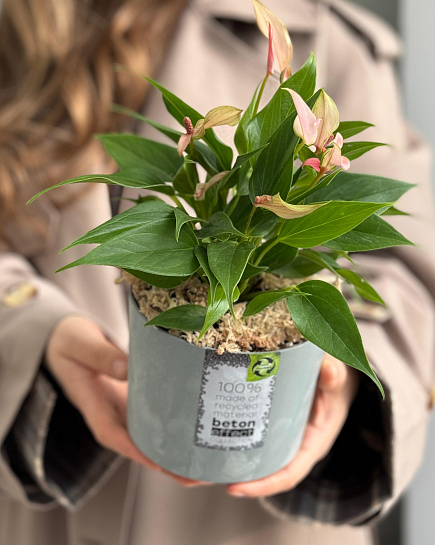 Антуриум Lilly Pink ( пересаженный в кашпо) с доставкой по Астане