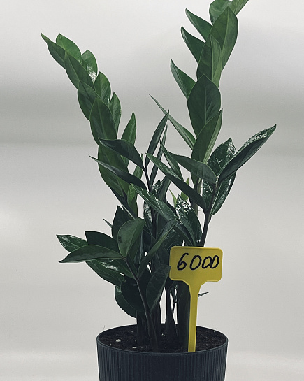 Zamioculcas with delivery to Astana