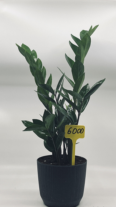 Zamioculcas