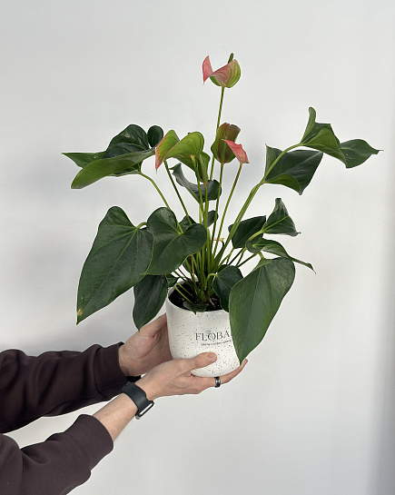 Bouquet of Anthurium in a flowerpot flowers delivered to Astana