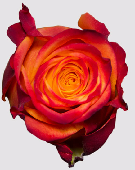 Rose Atomic Bicolor   с доставкой по Астане