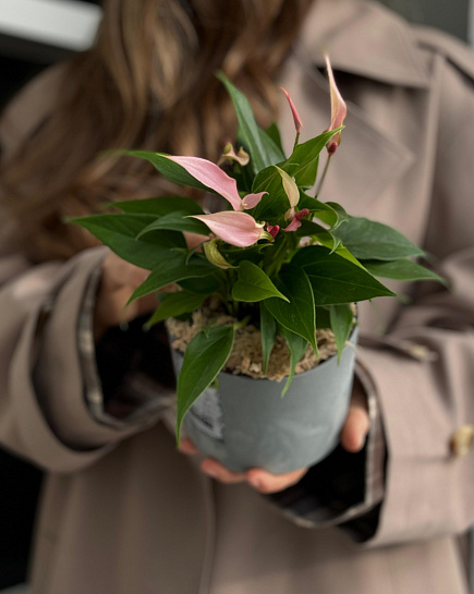 Антуриум Lilly Pink ( пересаженный в кашпо) с доставкой по Астане