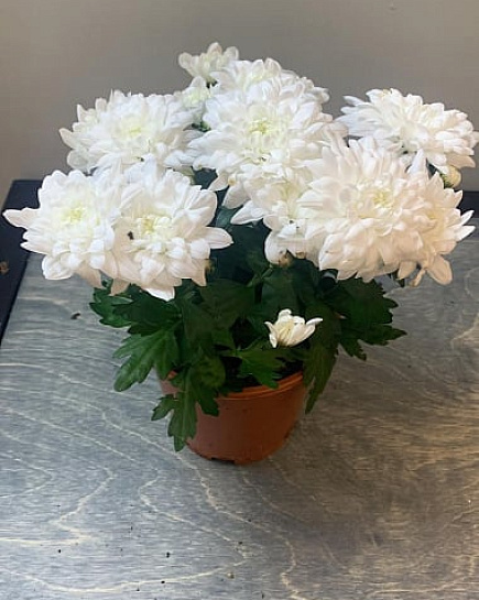 Bouquet of Chrysanthemum grandezza mix, 25 cm (color mix) flowers delivered to Astana