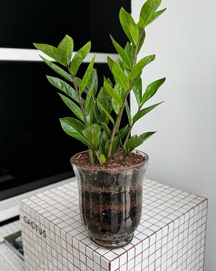 Zamioculcas in glass with delivery to Astana
