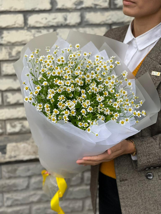 Bouquet of chamomile