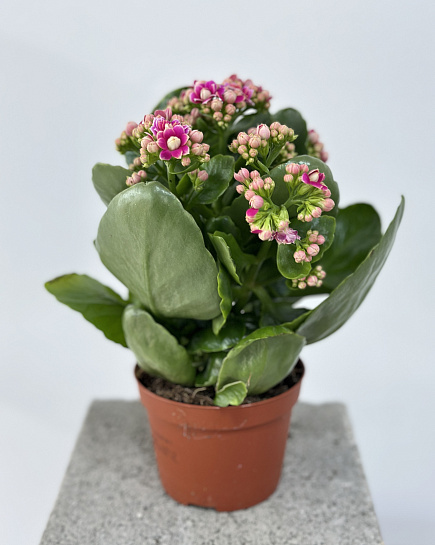 Bouquet of Kalanchoe flowers delivered to Astana