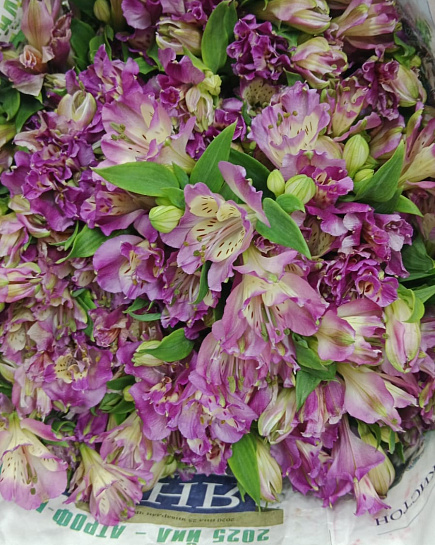 Alstromeria in a pack with delivery to Almaty
