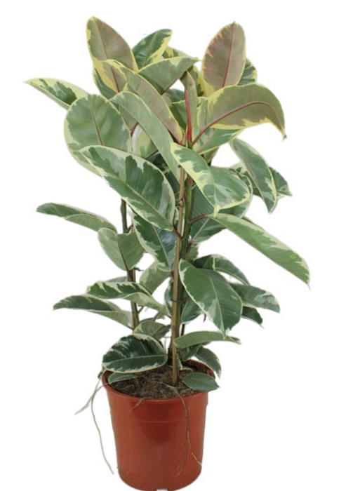 Ficus 2 stems