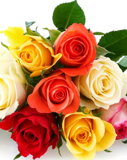 Rose Mix Multicolor   с доставкой по Астане