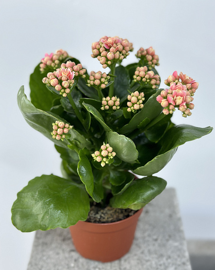 Bouquet of Kalanchoe flowers delivered to Astana