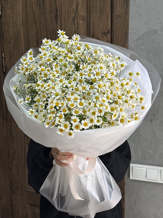 Ромашковое поле