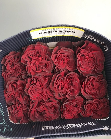 HEARTS пачка роз 25 шт с доставкой по Астане