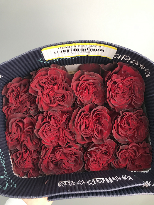 HEARTS пачка роз 25 шт HEARTS пачка роз 25 шт