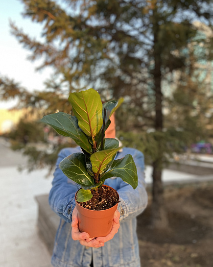 Bouquet of Ficus Lyrata flowers delivered to Astana