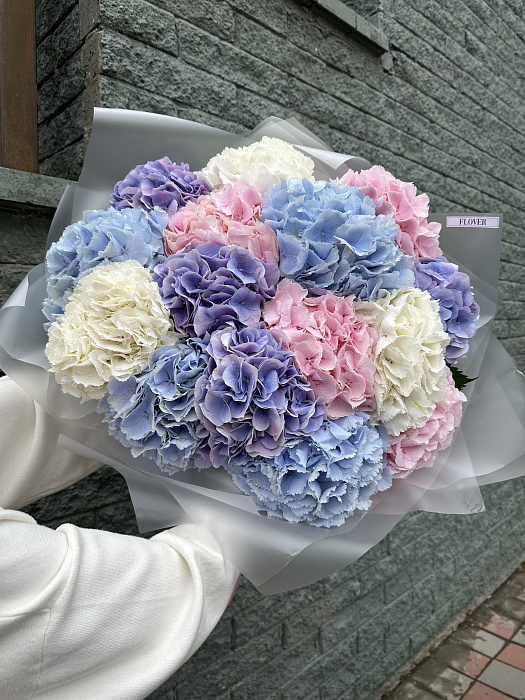 Mix 15 hydrangeas