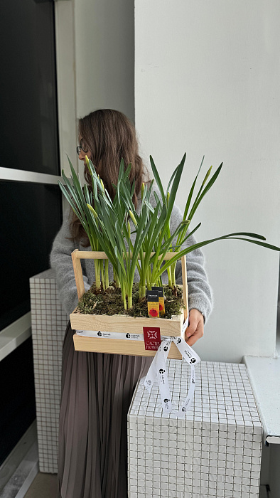 Narcissus in the box Give spring! Narcissus in the box Give spring!