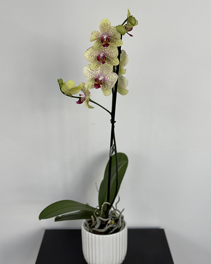 Bouquet of Orchid in a flowerpot flowers delivered to Astana