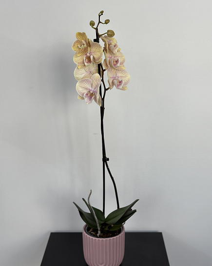 Орхидея в кашпо с доставкой по Астане