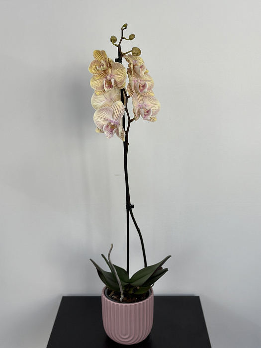 Orchid in a flowerpot