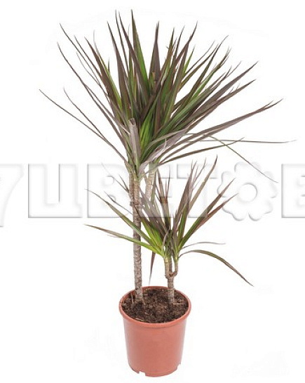 Bouquet of Dracaena margin Magenta 2 st flowers delivered to Astana