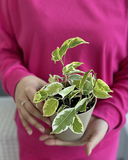 Houseplant in a designer flower pot with delivery to Astana