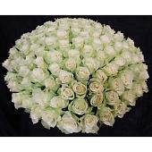 Bouquet of 101 white holland roses
