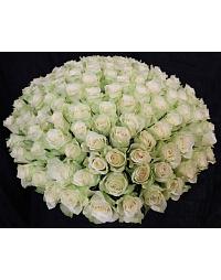 Bouquet of 101 white holland roses