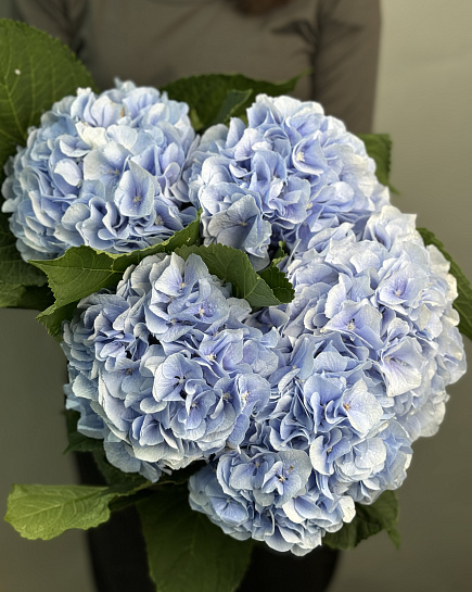 Hydrangeas wholesale pack (5pcs) with delivery to Astana