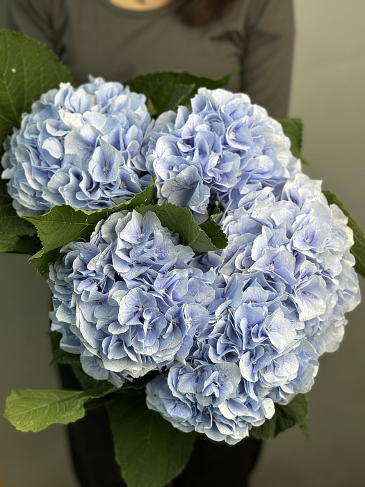 Hydrangeas wholesale pack (5pcs)