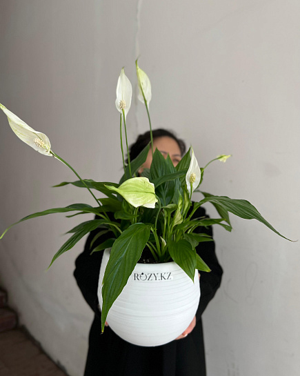 Bouquet of Spathiphyllum transplanted into a flowerpot flowers delivered to Astana